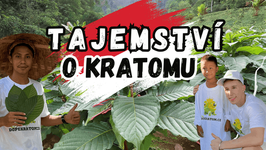 Cesta za kratomem 2024