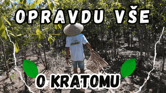 Vše, co potřebujete o kratomu vědět. Aneb, jak u nás probíhá výroba od listů po prášek.